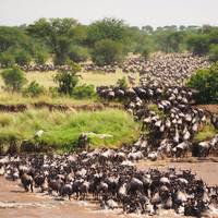 8 Dagen Tarangire, Serengeti, Ngorongoro, Lake Manyara, Materuni Watervallen &amp; Koffie Tour- 8 Dagen.(Accommodatie en vervoer zijn inbegrepen): foto van de reiziger #2