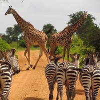 8 Dagen Tarangire, Serengeti, Ngorongoro, Lake Manyara, Materuni Watervallen &amp; Koffie Tour- 8 Dagen.(Accommodatie en vervoer zijn inbegrepen): foto van de reiziger #3