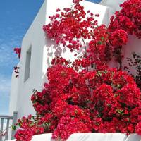 Photo de voyageur Le meilleur de la Grèce - 11 jours #1