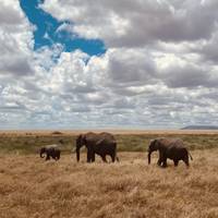 Luxueuze & authentieke safari door het nationaal park Serengeti - 4 dagen: foto van de reiziger #2