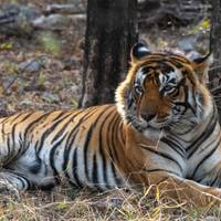 Indien Tiger Wüste Erweiterung Rundreise Reise-Foto #1