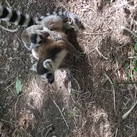Madagascar Adventure traveler photo #3