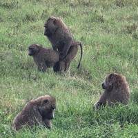 Photo de voyageur Circuit abordable de 6 jours au Kenya (avec nuit libre à l