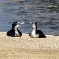 Walking in New Zealand traveler photo #3