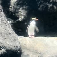 Walking in New Zealand traveler photo #1