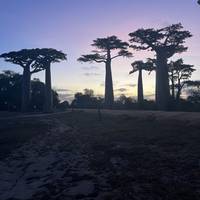 Baobab Safari Reise-Foto #1