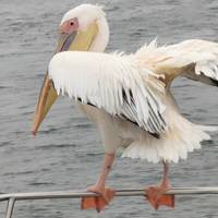 Photo de voyageur Sossusvlei, Swakopmund et Etosha (camping) - 7 jours #2