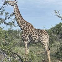 Explorador de 11 días en Ciudad del Cabo, Ruta Jardín y Kruger: foto del viajero #3