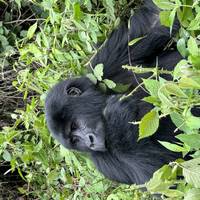 14 Dagen Gorilla, Chimpansee en de Bron van de Nijl: foto van de reiziger #2