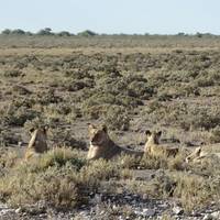 Etosha Nationalpark, Swakopmund & Sossusvlei (Camping) - 8 Tage Reise-Foto #2