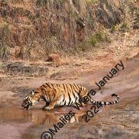 India Tiger Photography Tour traveler photo #3