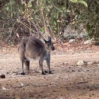 Kangaroo Island 2 daags Wildlife avontuur in kleine groep (gedeeld en privé accomm beschikbaar): foto van de reiziger #3