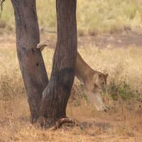 Unforgettable 10 Days  Safari Kenya & Tanzania. traveler photo #2