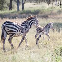 Unforgettable 10 Days  Safari Kenya & Tanzania. traveler photo #1