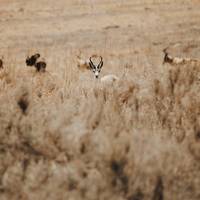 6 Days - Mid-Range Manyara, Serengeti, Crater, & Tarangire traveler photo #1