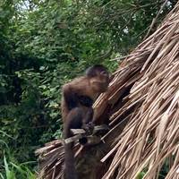 5/4 Iquitos Dschungel Regenwald (Kleine Gruppe) Reise-Foto #1