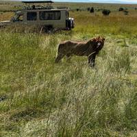 Big Five Safari - 7 Tage Reise-Foto #2