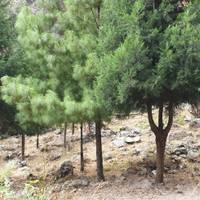 Excursionismo al Santuario del Annapurna - para senderistas principiantes y mayores: foto del viajero #2