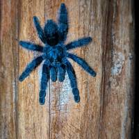 La Selva Amazon Lodge 4 dagen Tour: foto van de reiziger #2