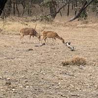 6 Days Golden Triangle with Ranthambore Tigers and Taj Mahal Sunset/Sunrise traveler photo #2