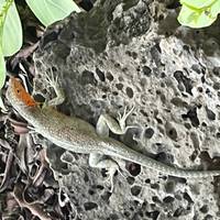 Photo de voyageur Les Galápagos, un archipel enchanté - 8 jours #1