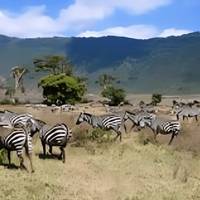 Photo de voyageur Safari dans le Serengeti avec vol intérieur - 3 jours #1