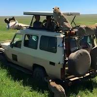 Photo de voyageur Safari dans le Serengeti avec vol intérieur - 3 jours #2