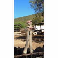 2 day South African Wildlife Safari Highlights Tour from Cape Town traveler photo #2