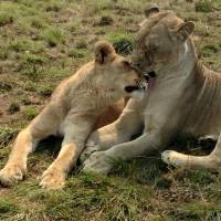 2 day South African Wildlife Safari Highlights Tour from Cape Town traveler photo #1