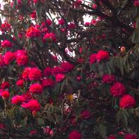 Annapurna Basislager Trekking Tour Reise-Foto #3