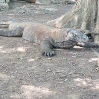 Segelreise auf der Insel Komodo LOB - 3 Tage Reise-Foto #2