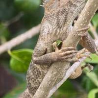 Sri Lanka Reise zur Erinnerung Reise-Foto #1