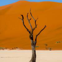 Cabo y dunas en dirección sur: campamento en el desierto y safaris: foto del viajero #3