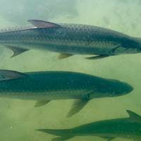 Photo de voyageur Rencontre avec les Mayas #2