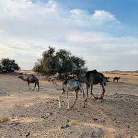 Rondreis door Marokko – vanuit Casablanca – 6 dagen: foto van de reiziger #1