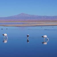 Atacama Desert Route 7D traveler photo #2