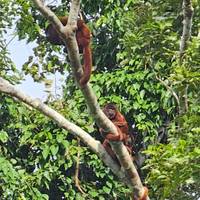 Peru Juwelen - 10 Dagen (Lima - Cusco &amp; Puerto Maldonado): foto van de reiziger #1