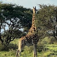 Photo de voyageur Le Botswana et les chutes Victoria - Faune et chutes d