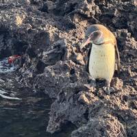 Galápagos - Islas centrales, meridionales y orientales a bordo del Yolita: foto del viajero #2