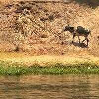 Desde Asuán 3 días 2 noches crucero por el Nilo: foto del viajero #3