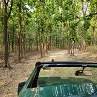 India Wildlife Safari - Asiatic Lions with the Bengal Tigers traveler photo #2