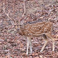 India Wildlife Safari - Asiatic Lions with the Bengal Tigers traveler photo #3