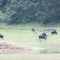 Essence of  Idyllic South India traveler photo #3