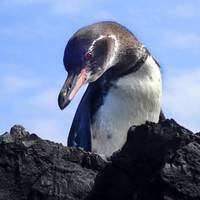 Harmonie der Galapagos - 7 Tage Reise-Foto #2