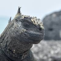 Harmonie der Galapagos - 7 Tage Reise-Foto #3