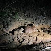 4 dagen 3 nachten - Peruaanse Tambopata Jungle: foto van de reiziger #3