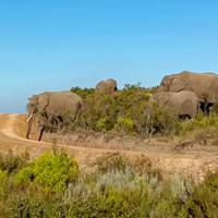 7 day Garden Route, Cape Point and Winelands Combo traveler photo #2