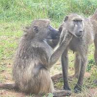 Cape Town, Kruger And Victoria Falls traveler photo #2