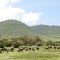 Höhepunkte der Masai Mara & Serengeti 8 Tage Reise-Foto #1