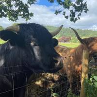 Schottische Highlands ab Edinburgh - 5 Tage Reise-Foto #1